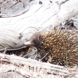 Tachyglossus aculeatus at Deakin, ACT - 2 Nov 2019 04:43 PM