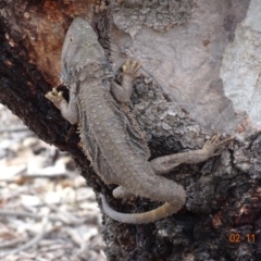 Pogona barbata (Eastern Bearded Dragon) at Red Hill, ACT - 2 Nov 2019 by TomT