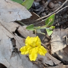 Goodenia hederacea subsp. hederacea (Ivy Goodenia, Forest Goodenia) at Denman Prospect, ACT - 11 Nov 2019 by AaronClausen