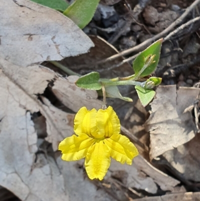Goodenia hederacea subsp. hederacea (Ivy Goodenia, Forest Goodenia) at Block 402 - 11 Nov 2019 by AaronClausen