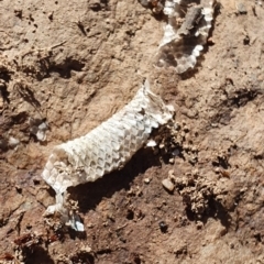 Aprasia parapulchella (Pink-tailed Worm-lizard) at Block 402 - 11 Nov 2019 by AaronClausen