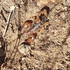 Urodacus manicatus (Black Rock Scorpion) at Piney Ridge - 11 Nov 2019 by AaronClausen