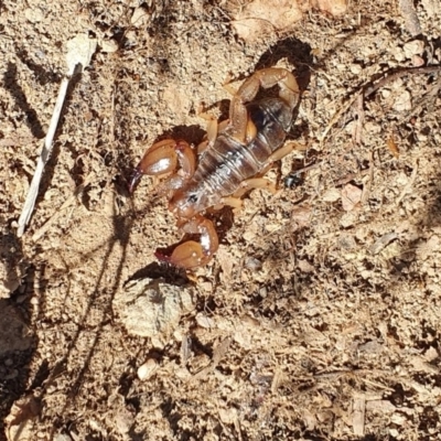 Urodacus manicatus (Black Rock Scorpion) at Denman Prospect 2 Estate Deferred Area (Block 12) - 11 Nov 2019 by AaronClausen