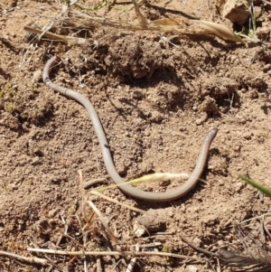 Aprasia parapulchella at Denman Prospect, ACT - 11 Nov 2019