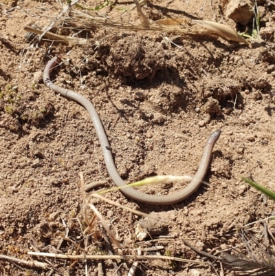Aprasia parapulchella (Pink-tailed Worm-lizard) at Block 402 - 11 Nov 2019 by AaronClausen