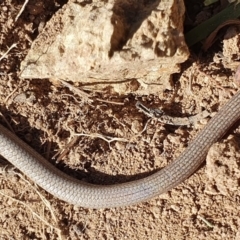 Aprasia parapulchella at Denman Prospect, ACT - 11 Nov 2019