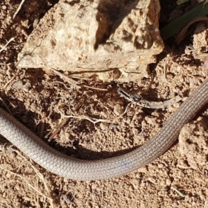 Aprasia parapulchella at Denman Prospect, ACT - 11 Nov 2019