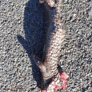 Tiliqua rugosa at Denman Prospect, ACT - 11 Nov 2019 05:13 PM