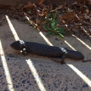 Tiliqua rugosa at Hackett, ACT - 11 Nov 2019 03:56 PM