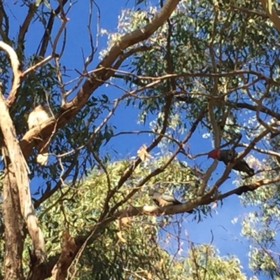 Callocephalon fimbriatum (Gang-gang Cockatoo) at Ainslie, ACT - 11 Nov 2019 by WalterEgo