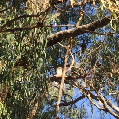 Podargus strigoides (Tawny Frogmouth) at Ainslie, ACT - 11 Nov 2019 by WalterEgo