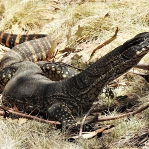 Varanus rosenbergi at Mount Clear, ACT - 11 Nov 2019