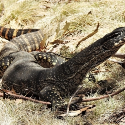 Varanus rosenbergi (Heath or Rosenberg's Monitor) at Namadgi National Park - 11 Nov 2019 by JohnBundock