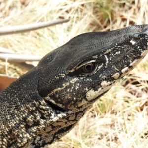 Varanus rosenbergi at Mount Clear, ACT - 11 Nov 2019