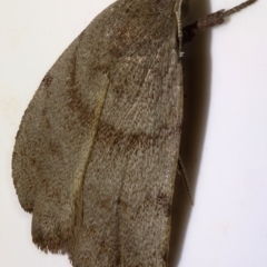 Tortricopsis euryphanella (A concealer moth) at Kambah, ACT - 11 Nov 2019 by Marthijn