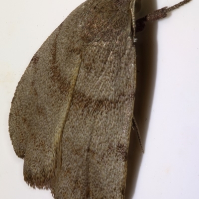 Tortricopsis euryphanella (A concealer moth) at Kambah, ACT - 11 Nov 2019 by Marthijn