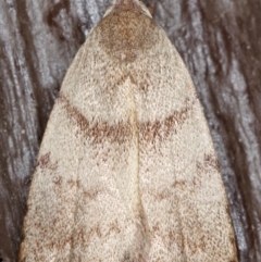 Tortricopsis euryphanella at Kambah, ACT - 11 Nov 2019 04:08 PM