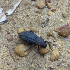 Talaurinus kirbii (Ground weevil) at Bermagui, NSW - 1 Nov 2019 by JackieLambert