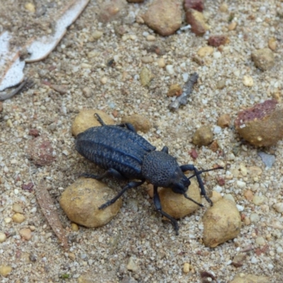 Talaurinus kirbii (Ground weevil) at Bermagui, NSW - 31 Oct 2019 by Jackie Lambert