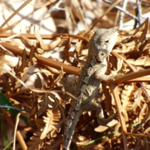 Amphibolurus muricatus at Bermagui, NSW - 1 Nov 2019 09:56 AM