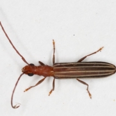 Syllitus grammicus (Longicorn or longhorn beetle) at Kambah, ACT - 11 Nov 2019 by Marthijn