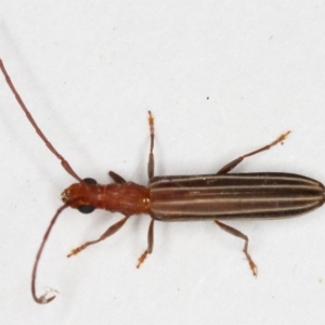 Syllitus grammicus at Kambah, ACT - 11 Nov 2019 03:11 PM