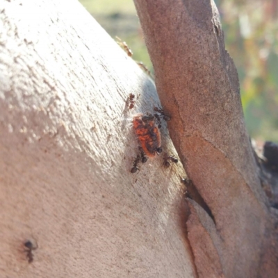 Monophlebulus sp. (genus) (Giant Snowball Mealybug) at Theodore, ACT - 10 Nov 2019 by Bruns