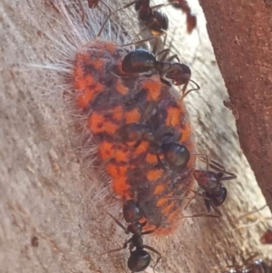 Monophlebulus sp. (genus) at Theodore, ACT - 11 Nov 2019