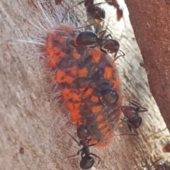 Monophlebulus sp. (genus) at Theodore, ACT - 11 Nov 2019