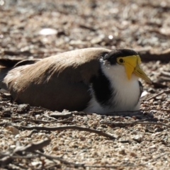 Vanellus miles (Masked Lapwing) at Paddys River, ACT - 8 Nov 2019 by KMcCue