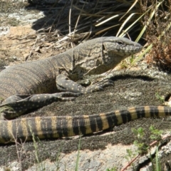 Varanus rosenbergi (Heath or Rosenberg's Monitor) at Namadgi National Park - 22 Oct 2019 by KMcCue