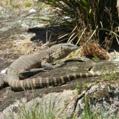 Varanus rosenbergi at Rendezvous Creek, ACT - 22 Oct 2019