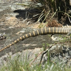 Varanus rosenbergi at Rendezvous Creek, ACT - suppressed