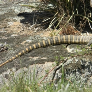 Varanus rosenbergi at Rendezvous Creek, ACT - 22 Oct 2019