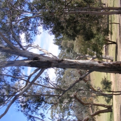 Eucalyptus globulus subsp. bicostata (Southern Blue Gum, Eurabbie) at Garran, ACT - 10 Nov 2019 by MichaelMulvaney