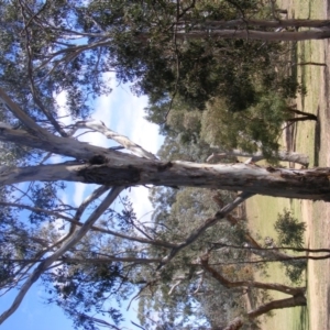 Eucalyptus globulus subsp. bicostata at Garran, ACT - 10 Nov 2019