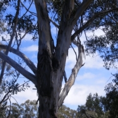 Eucalyptus globulus subsp. bicostata at Garran, ACT - 10 Nov 2019