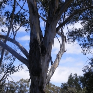 Eucalyptus globulus subsp. bicostata at Garran, ACT - 10 Nov 2019 10:41 AM