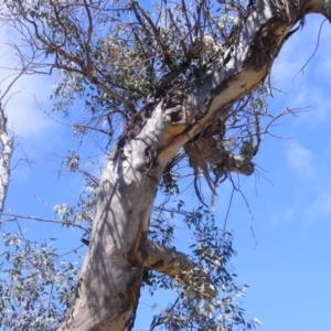 Eucalyptus blakelyi at Federal Golf Course - 10 Nov 2019