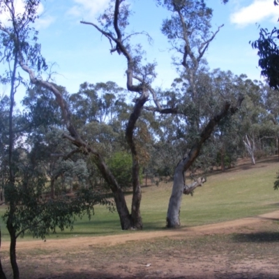 Eucalyptus blakelyi (Blakely's Red Gum) at Garran, ACT - 10 Nov 2019 by MichaelMulvaney