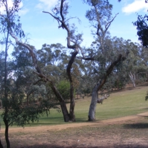 Eucalyptus blakelyi at Garran, ACT - 10 Nov 2019