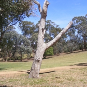 Eucalyptus sp. (dead tree) at Garran, ACT - 10 Nov 2019