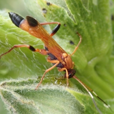 Ctenochares bicolorus (Black-tipped orange ichneumon) at Spence, ACT - 10 Nov 2019 by Laserchemisty