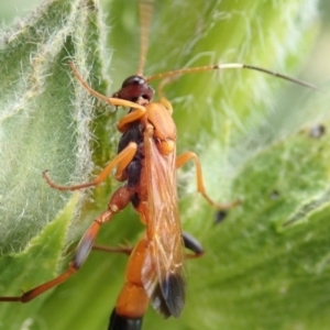 Ctenochares bicolorus at Spence, ACT - 10 Nov 2019 11:08 AM