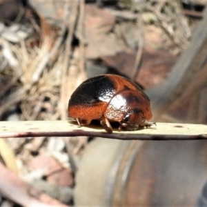 Dicranosterna immaculata at Mount Clear, ACT - 11 Nov 2019 01:03 PM