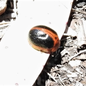 Dicranosterna immaculata at Mount Clear, ACT - 11 Nov 2019 01:03 PM