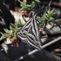 Dichromodes confluaria (Ceremonial Heath Moth) at Mount Clear, ACT - 11 Nov 2019 by JohnBundock