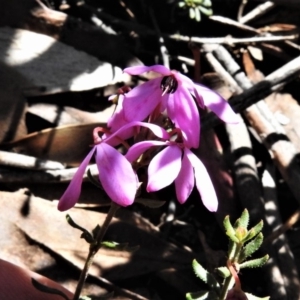 Tetratheca bauerifolia at Mount Clear, ACT - 11 Nov 2019 11:47 AM