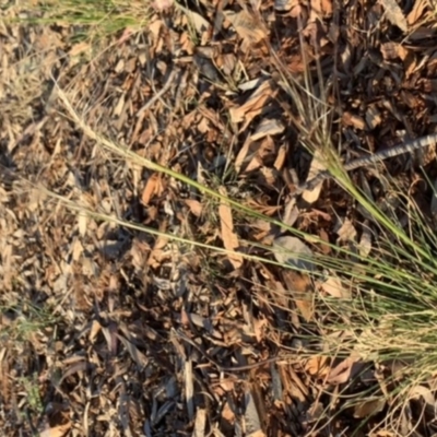 Austrostipa scabra (Corkscrew Grass, Slender Speargrass) at Weston, ACT - 10 Nov 2019 by AliceH