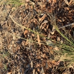 Austrostipa scabra (Corkscrew Grass) at Weston, ACT - 10 Nov 2019 by AliceH
